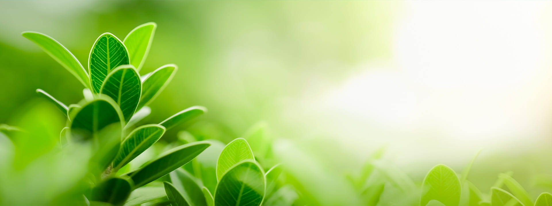 Foglie Verdi e Sostenibilità
