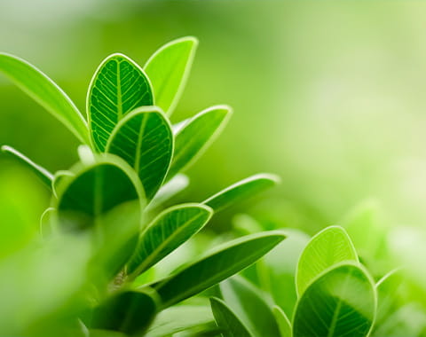 Foglie Verdi e Sostenibilità