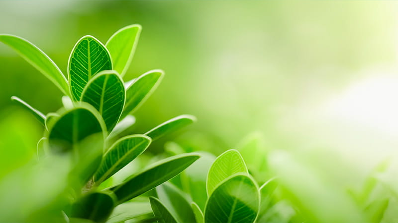 Foglie Verdi e Sostenibilità